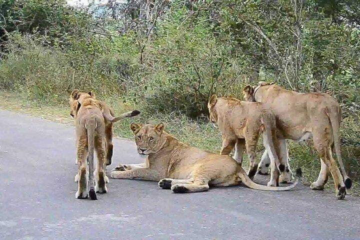 5-daagse privésafaritour in Mikumi en Nyerere National Park