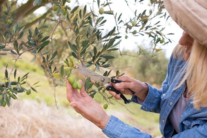 Visite des vins crétois et de l'huile d'olive - Les trésors de la Crète
