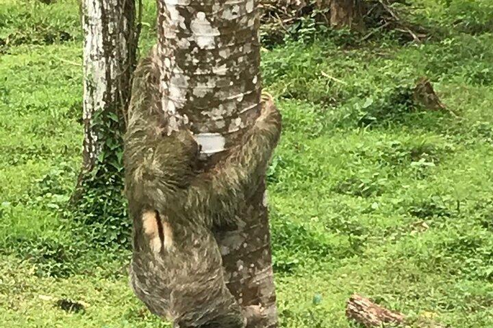 リオ セレステの滝とナマケモノ保護区での体験