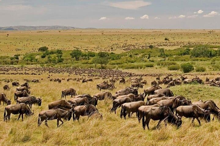 3 Days Mara Jambo Shared Safari Adventure