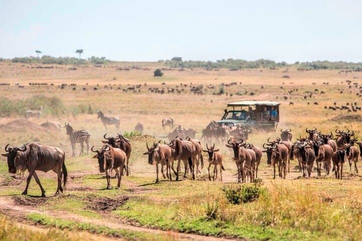 3 Days Mara Jambo Shared Safari Adventure