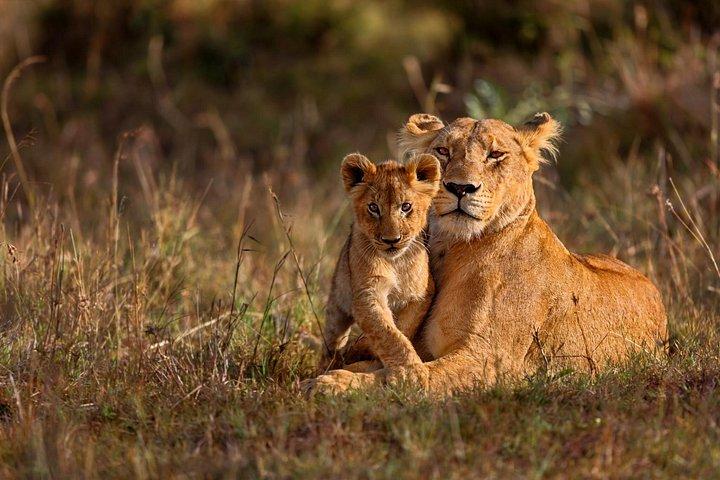 サファリに参加する5日間のマサイマラ、ナクル湖、ナイバシャバジェット