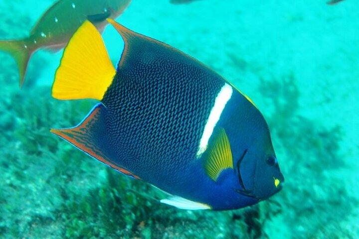 フラミンゴ,グアナカステオールインクルシブカタマランシュノーケルアドベンチャー