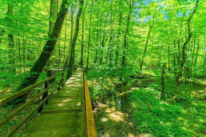 Excursion d'une journée dans le parc national de Durmitor ou Biogradska Gora au départ de Podgorica
