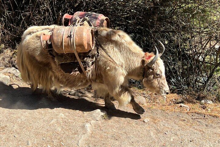 Tour privato di più giorni Campo base dell'Everest con Gokyo Lake Trek