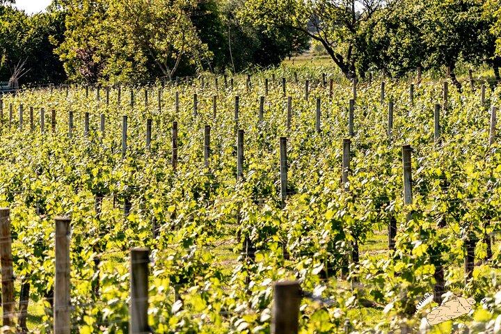 Private Basque Vineyard Visit: Txakoli Wine Tasting from Bilbao