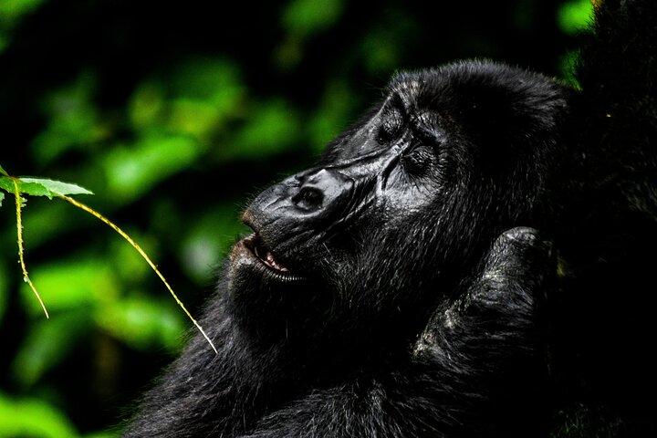 3 dages privat Uganda Gorilla Safari Tour