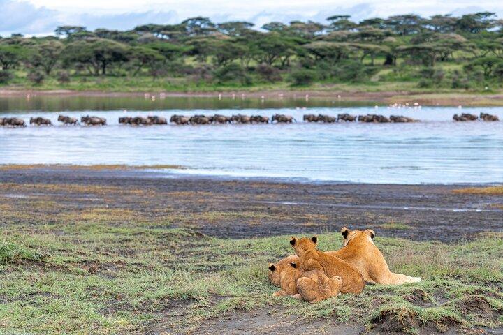 Från Arusha: 11 dagar berömda Serengeti Inside out safari resa