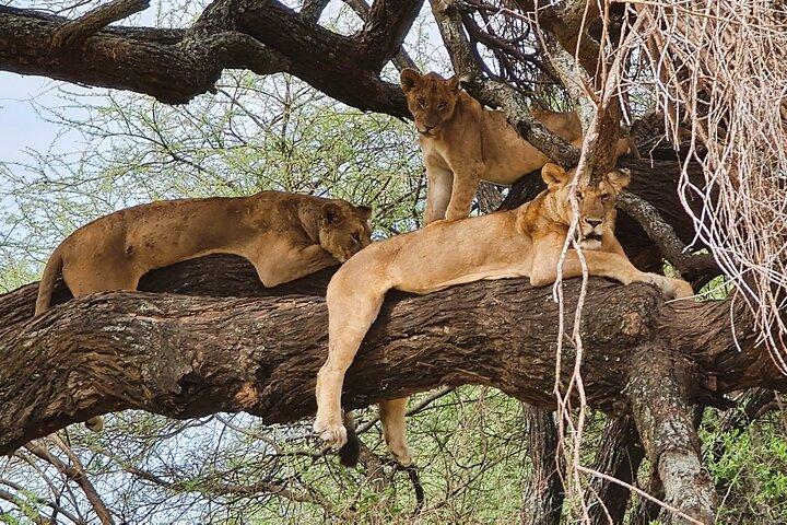 Från Arusha: 11 dagar The Classics Norra Tanzania safari