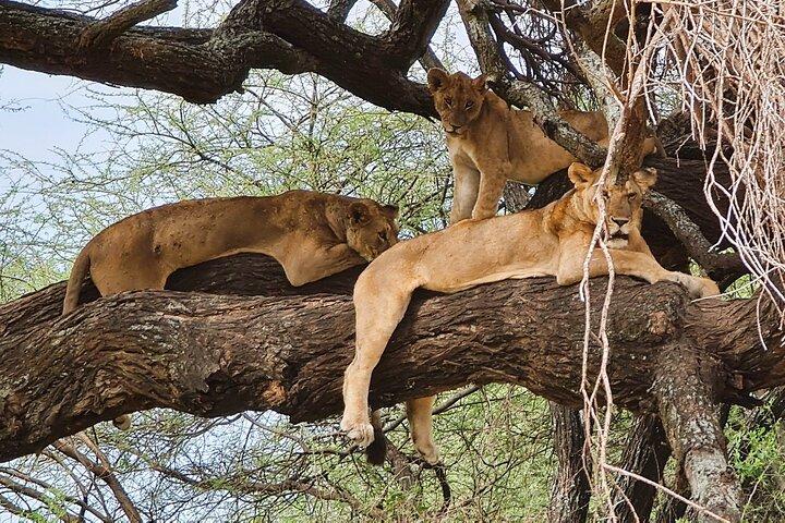 Fra Arusha : 11 - dag Amazing North Tanzania Safari, Serengeti
