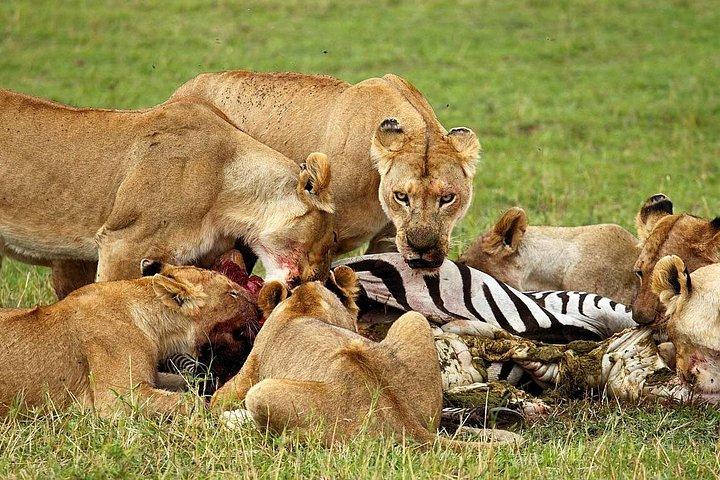 4日間のンゴロンゴロクレータータランギレとセレンゲティ国立公園