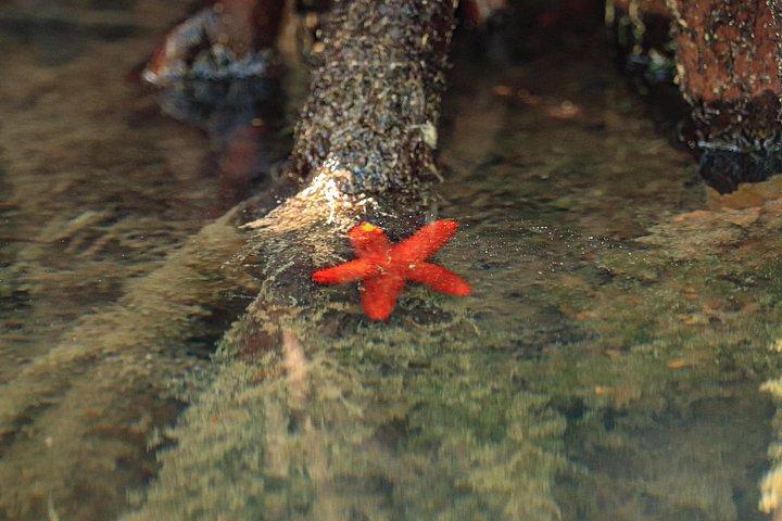 Lagoon Mangrove Tour, Kayaking and Sightseeing from Cancun