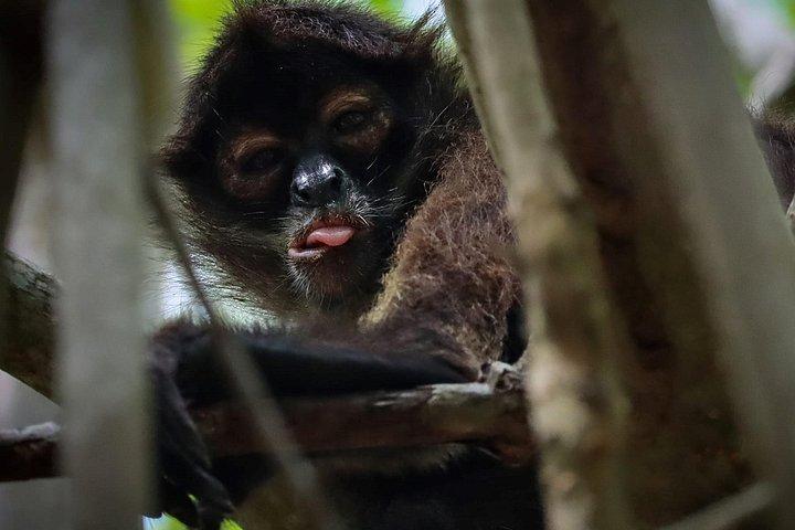 Lagoon Mangrove Tour, Kayaking and Sightseeing from Cancun