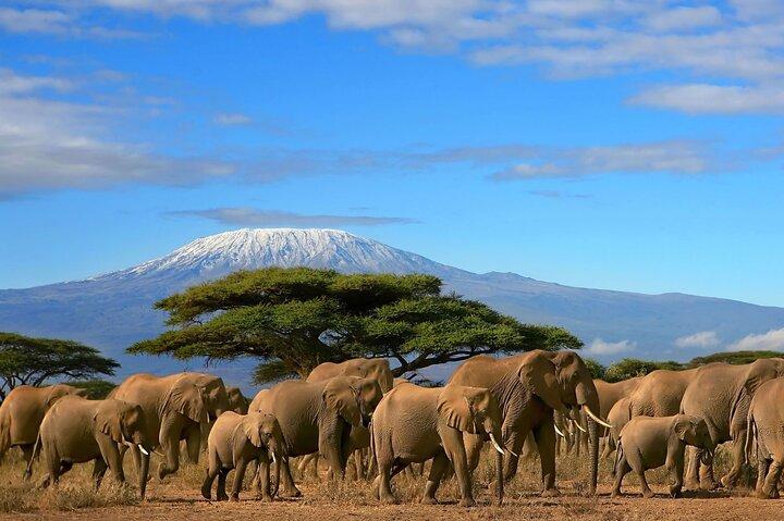 Visite privée du parc national d'Amboseli
