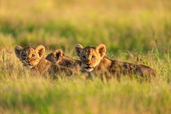 Zwei Tage Amboseli Nationalpark Safari