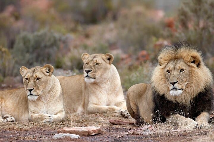 Aquila Big 5 Safari with Wine & Cheese Tasting from Cape Town