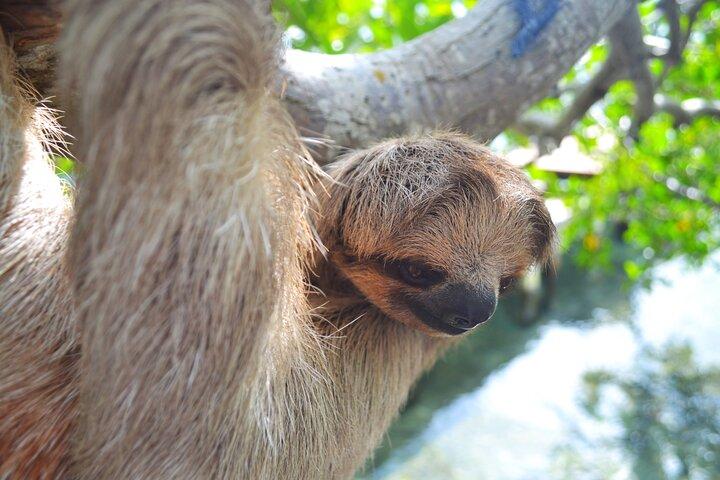 Roatan Monkey and Sloth Sanctuary and Beach Break
