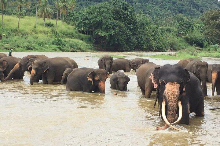 8 noites em Amazing Sri Lanka
