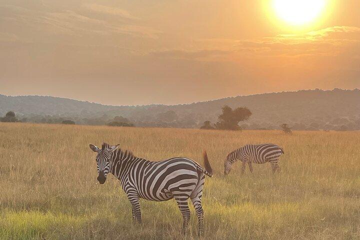 5 Dagar 4 Nätter Akagera Safari och Schimpansvandring Rwanda