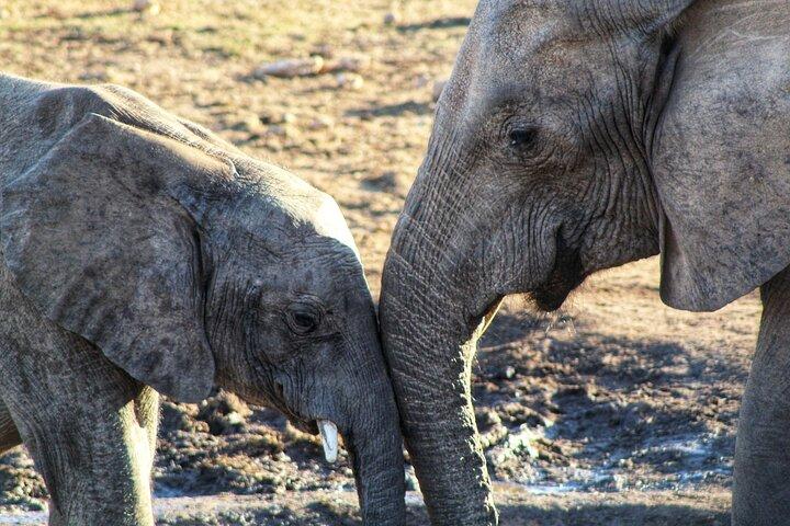 4 dagars Addo till Karoo Safari