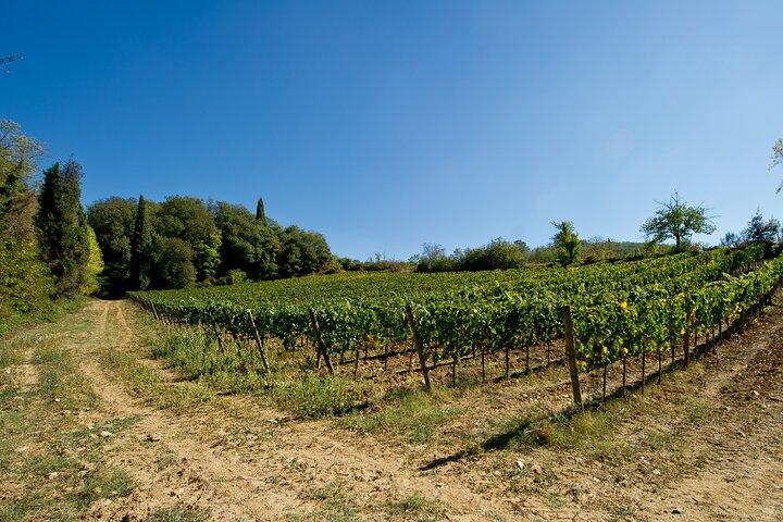 Vinhos do Chianti Classico