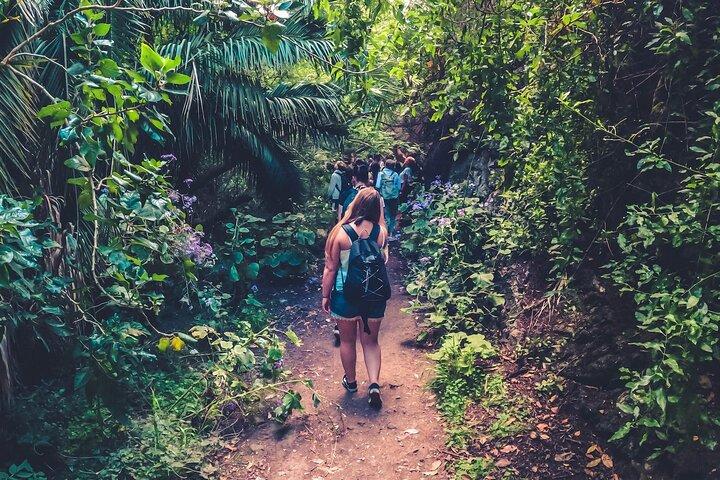 Visite d'une journée complète dans la forêt tropicale avec dégustation et baignade ツ