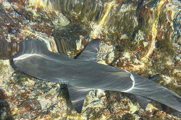 Tour guiado de 3 horas por Shark Bay y Salt Lakes en la isla de Sal