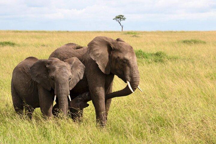 イシマンガリソ湿地公園 1 日 - ワニ、カバ、ジビエ神父ダーバン