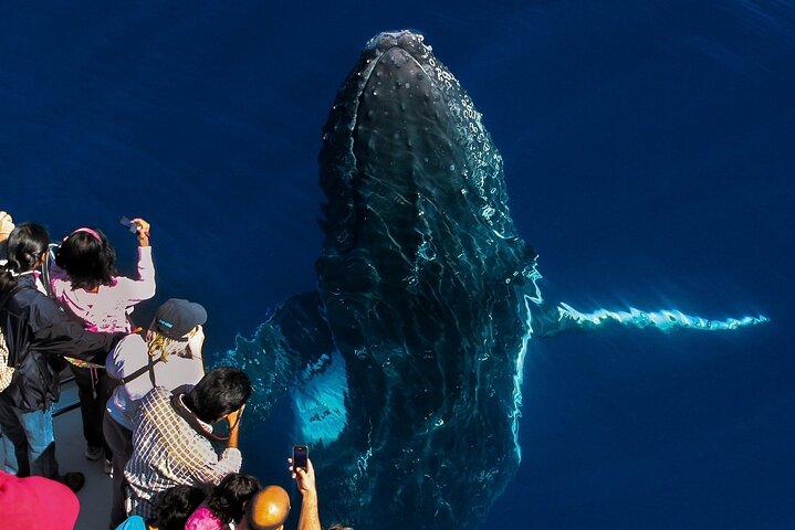 Walvissen spotten door Sea World Cruises