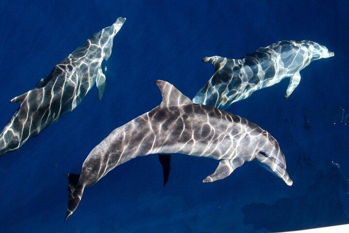 Walvissen spotten door Sea World Cruises