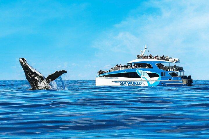 Walvissen spotten door Sea World Cruises
