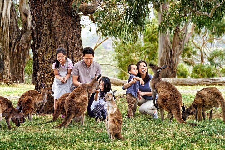 Visite privée d'une journée complète de la faune australienne de Phillip Island