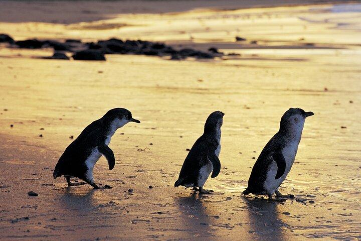 Visite privée d'une journée complète de la faune australienne de Phillip Island