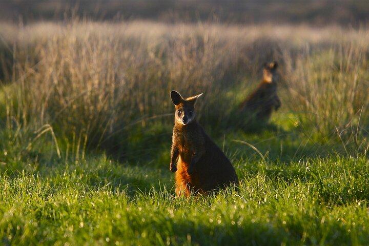 Visite privée d'une journée complète de la faune australienne de Phillip Island