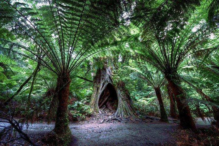 Private Great Ocean Road Tour – One-Day & Multi-Day Options