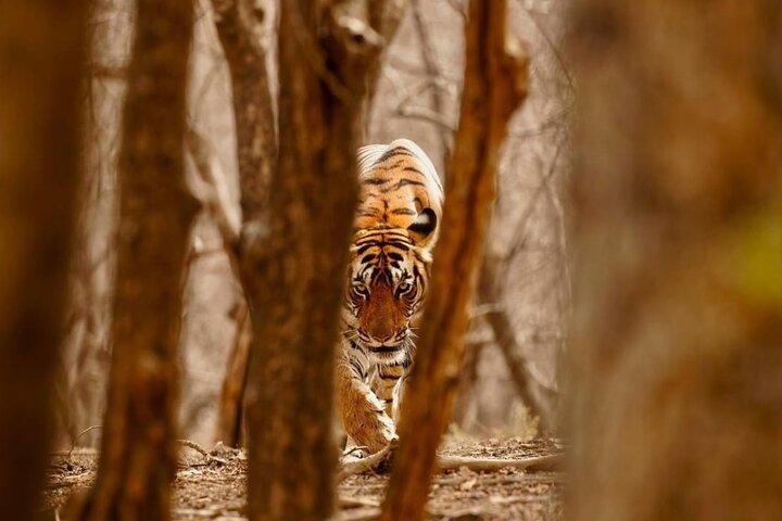 2-dages privat Ranthambhore Tiger Tour fra Delhi