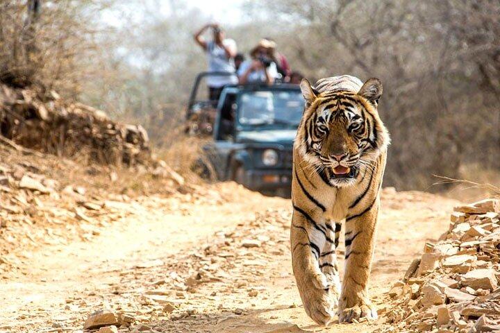 2-dages privat Ranthambhore Tiger Tour fra Delhi