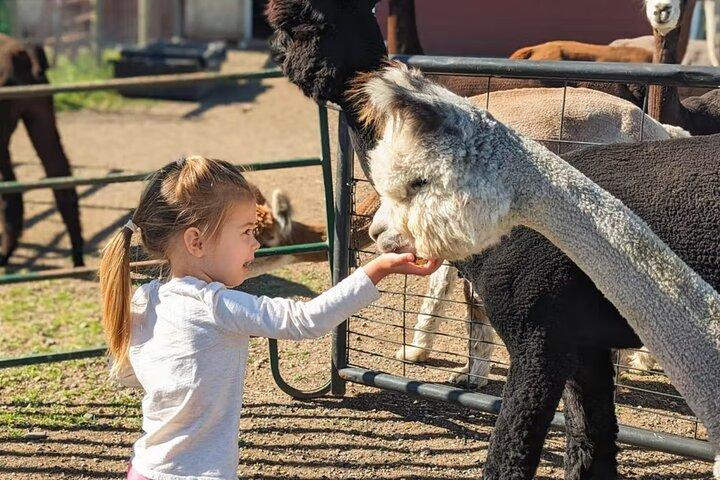 Tour Granja de Alpacas y Llamas