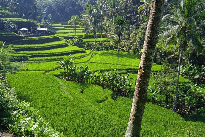 Destaques de Ubud: Sacred Monkey Forest, Rice Terraces, Waterfall
