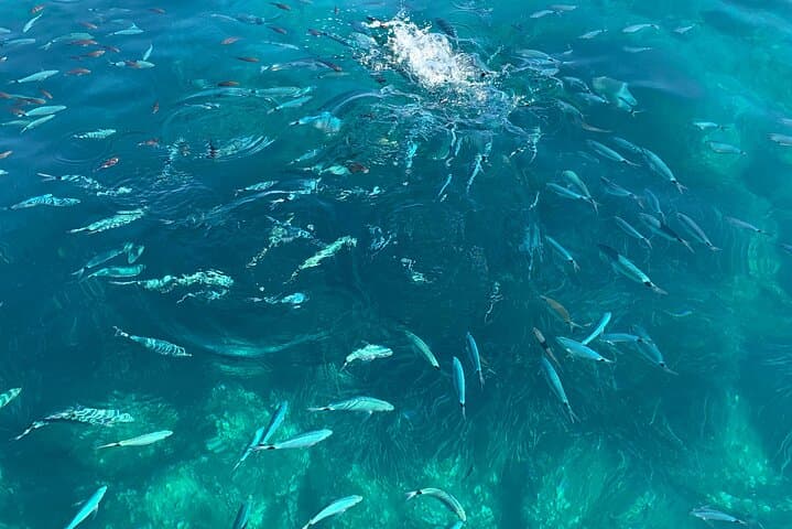 Boat Tour to Procida and Ischia, discover Private Secret Beaches