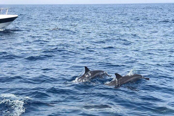 Omans kystmagiske delfintur i Muscat