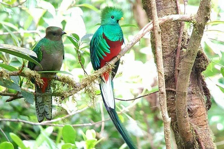 Monteverde Birdwatching e tour della fauna selvatica