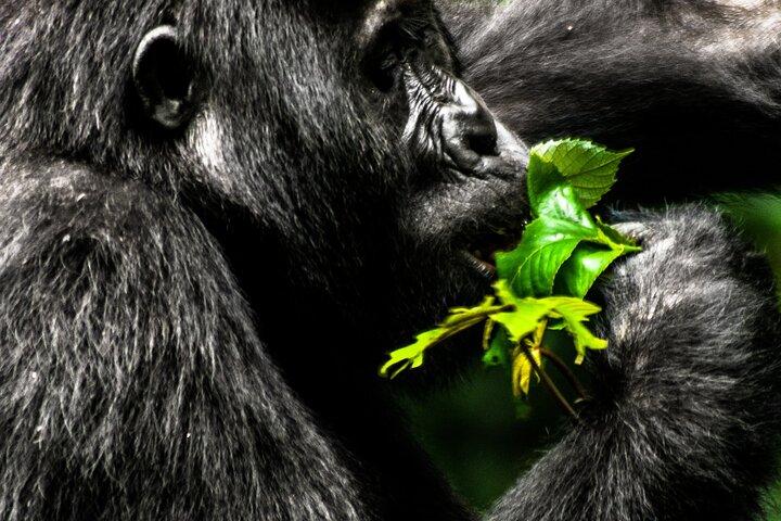 3 dages privat Uganda Gorilla Safari Tour