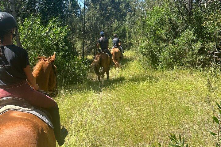 Reiten im Grünen
