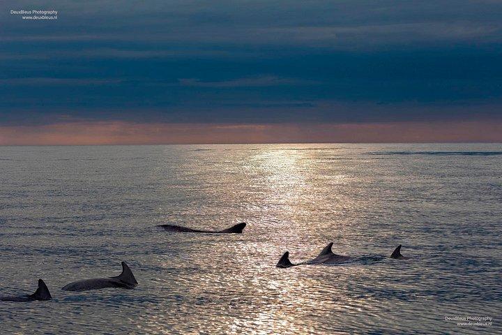 Premium Dolphins Observer dans le parc national Brijuni de Pula