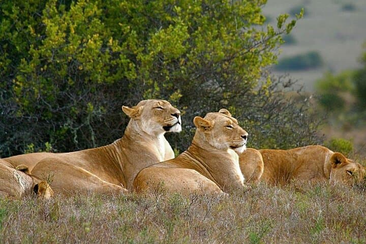4 Day Small Group Garden Route Tour in Cape Town