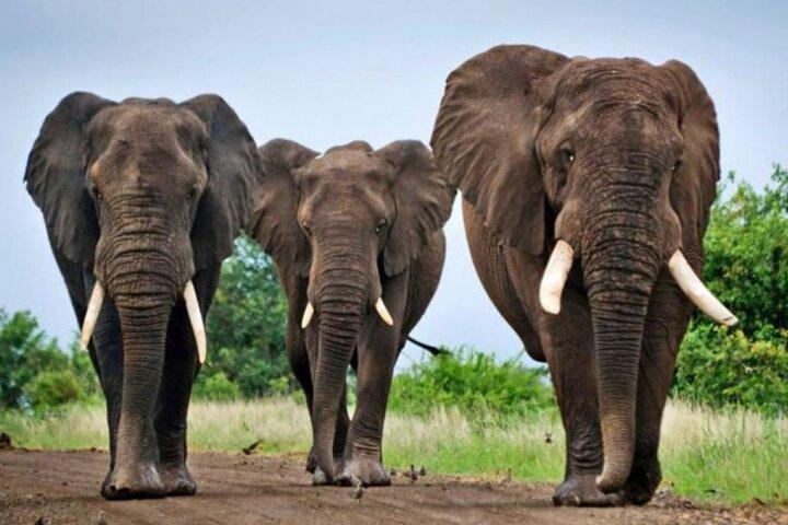 Kruger nationalpark från Johannesburg 4-dagars tur äventyr