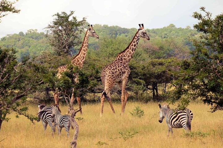 Mezza giornata Tala Game Reserve e Natal Park da Durban