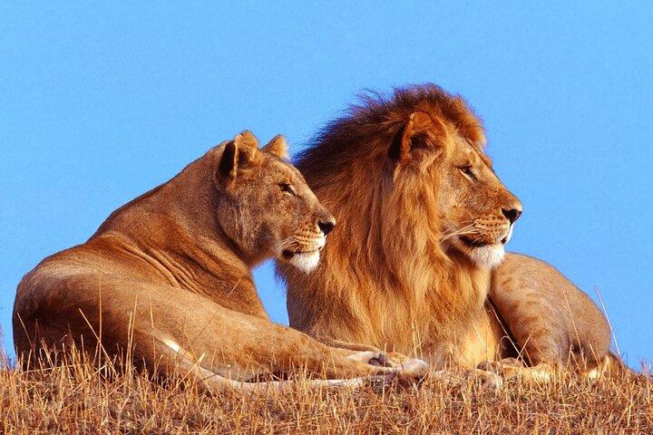 Cidade do Cabo: 12-Days Overland para Johannesburg via Garden Route