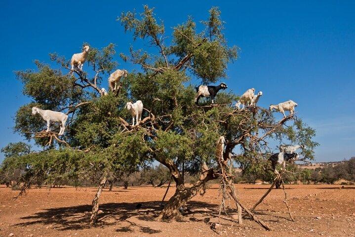 Excursion Full Day (Private) from Marrakech to Essaouira